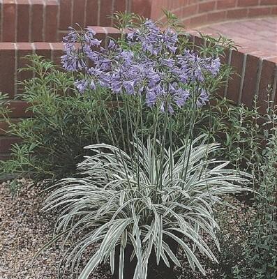 Agapanthus 'full Moon' - View 23 from www redcrocus com