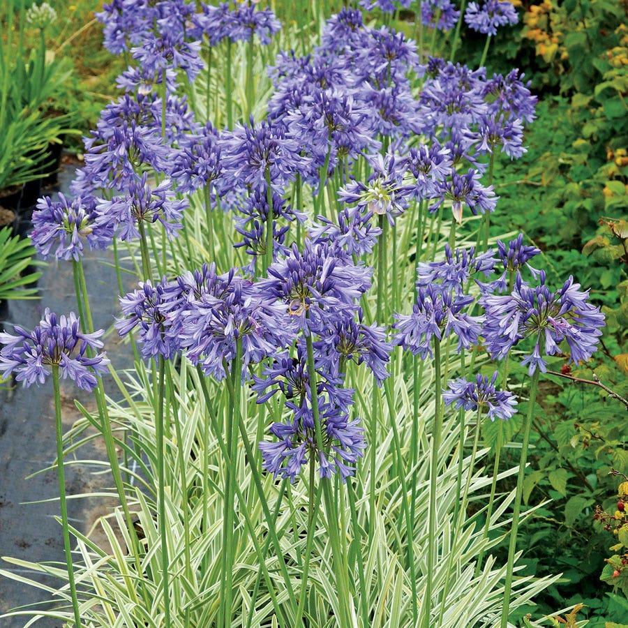Agapanthus 'full Moon' - View 24 from www redcrocus com