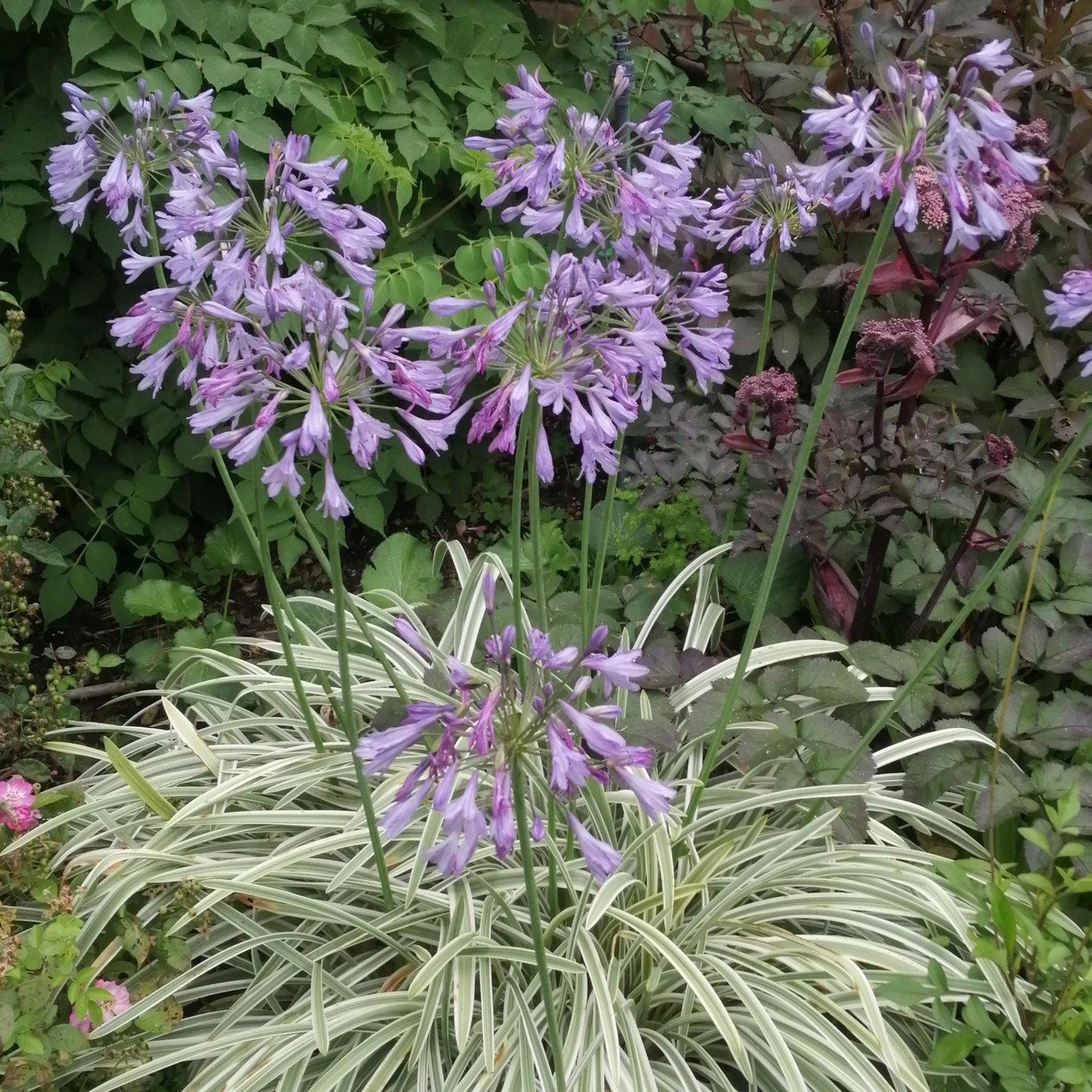 Agapanthus 'full Moon' - View 25 from www redcrocus com