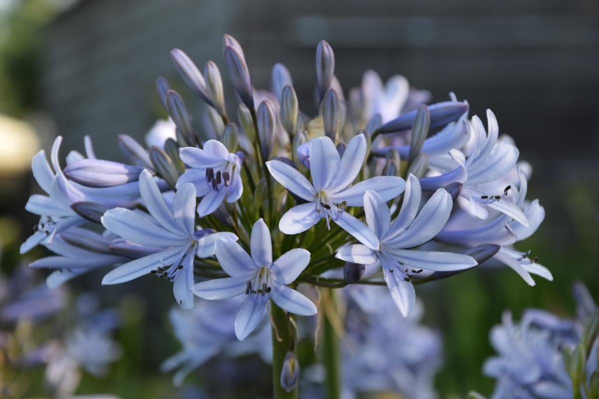 Agapanthus 'full Moon' - View 26 from www redcrocus com