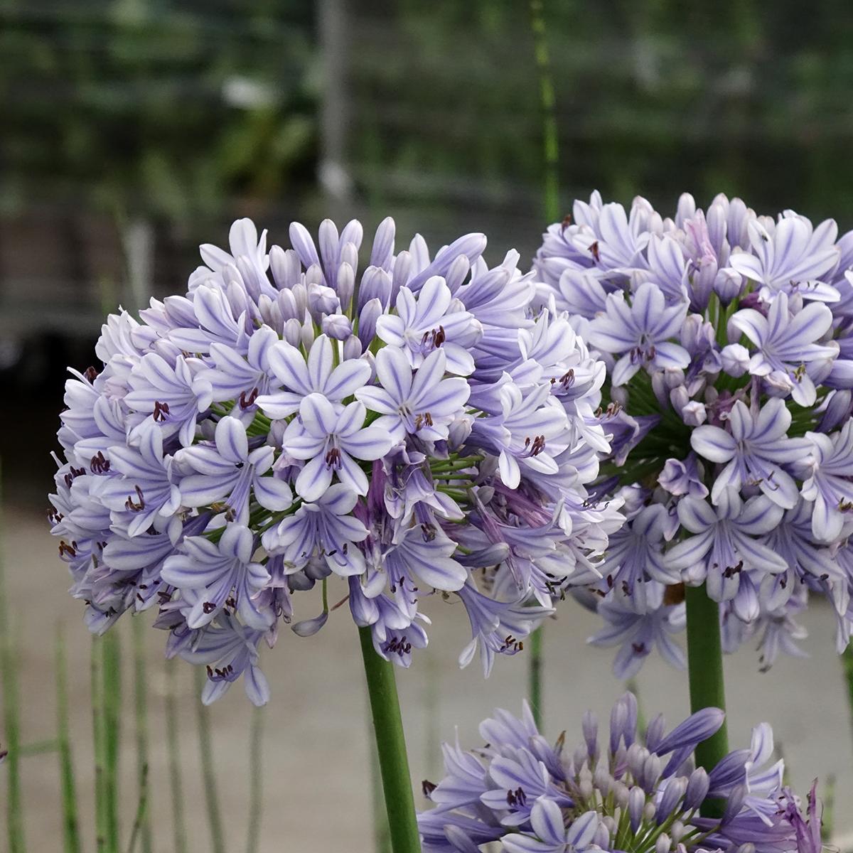 Agapanthus 'full Moon' - View 2 from www redcrocus com
