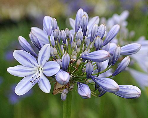 Agapanthus 'full Moon' - View 3 from www redcrocus com