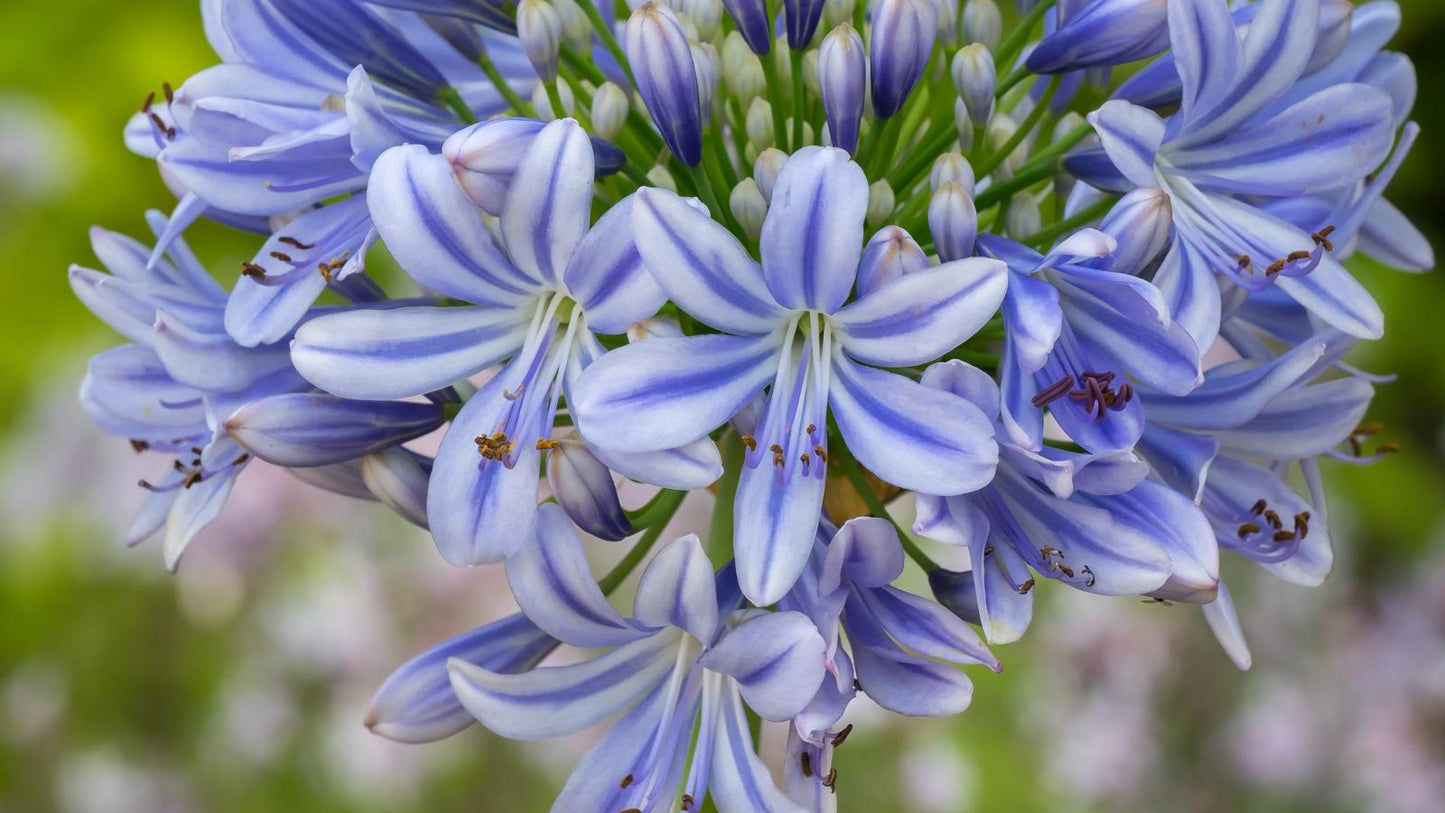 Agapanthus 'full Moon' - View 4 from www redcrocus com