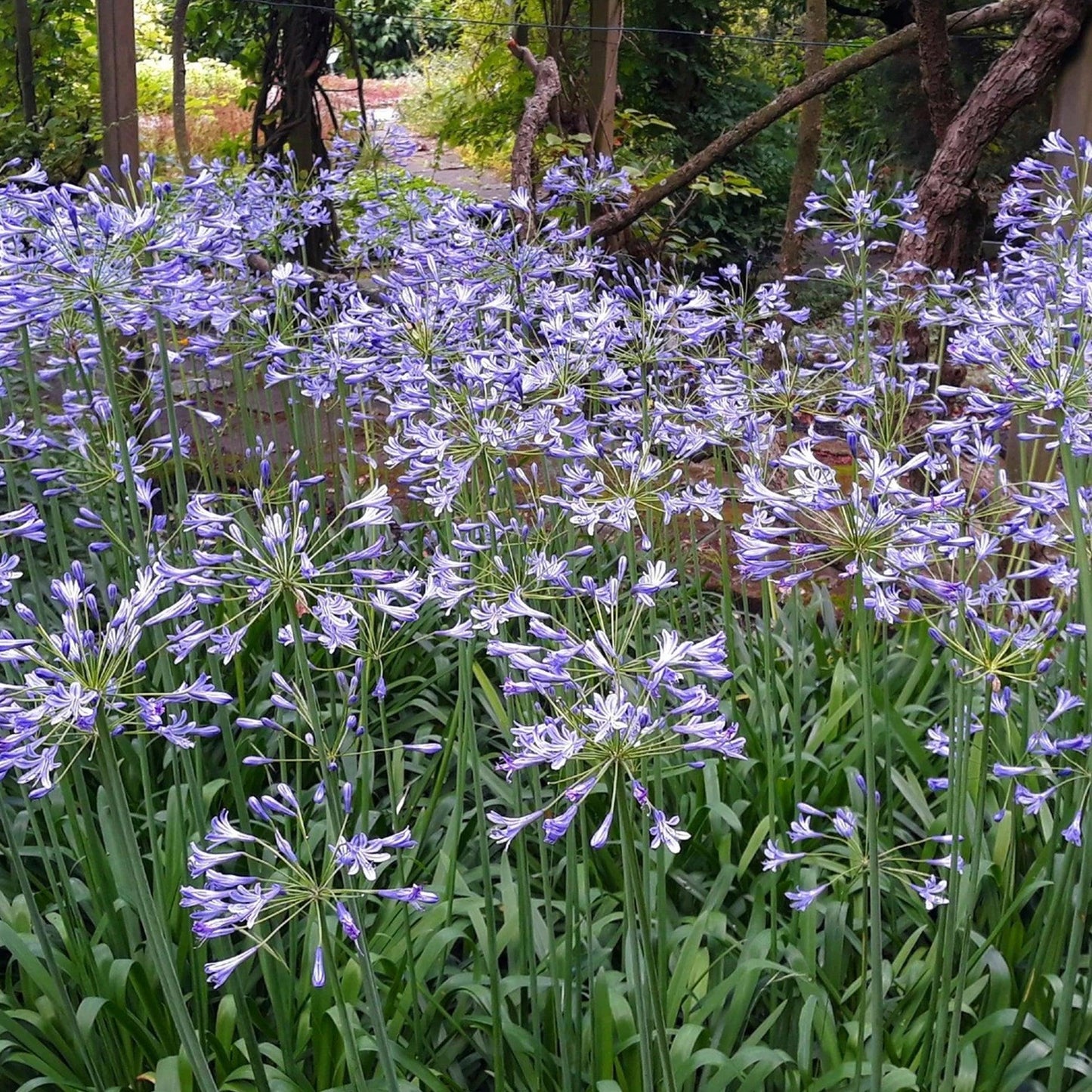 Agapanthus 'full Moon' - View 6 from www redcrocus com