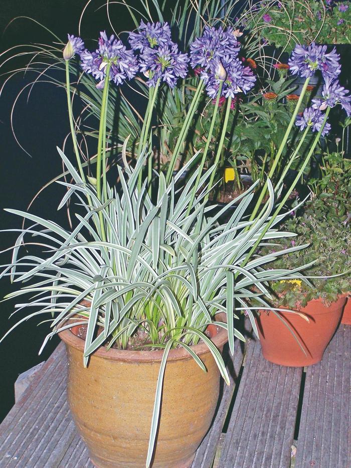 Agapanthus 'full Moon' - View 7 from www redcrocus com