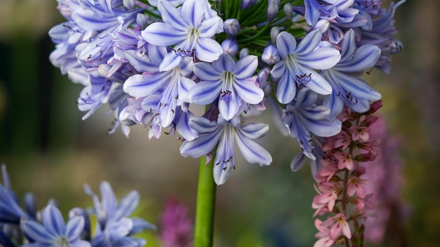 Agapanthus 'full Moon' - View 8 from www redcrocus com