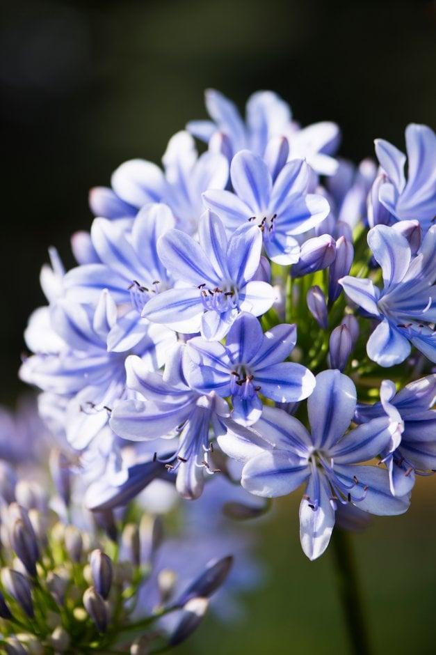Agapanthus 'full Moon' - View 9 from www redcrocus com
