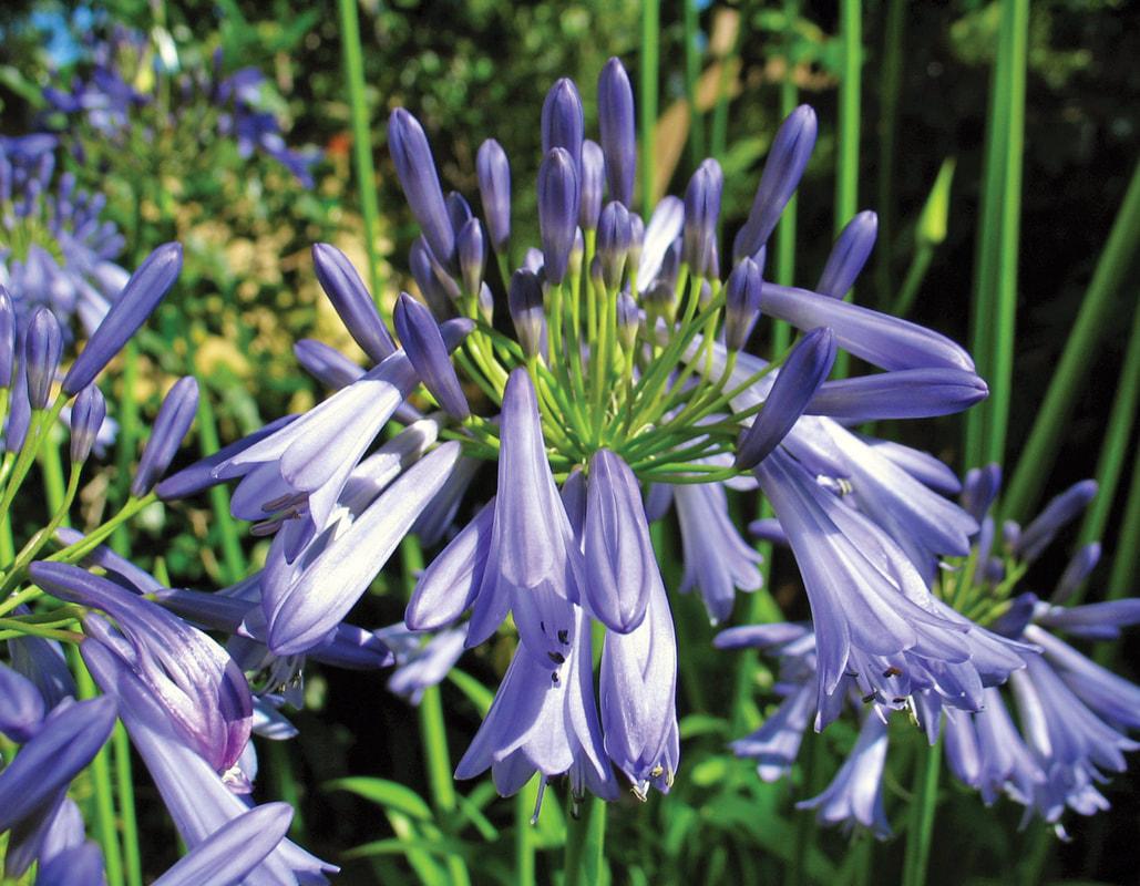 Agapanthus 27janie Blue 27 8 Eaef9331 A1d3 4d91 B1fc C06dacab18f3 from www redcrocus com