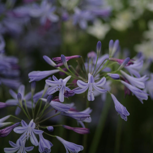 Agapanthus 'lapis' - View 17 from www redcrocus com