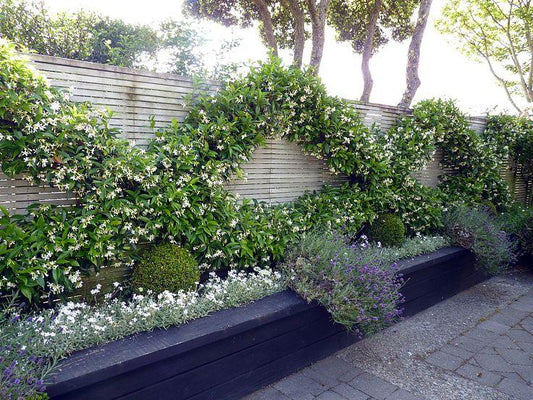 Trachelospermum Jasminoides Espalier - View 1 from www redcrocus com