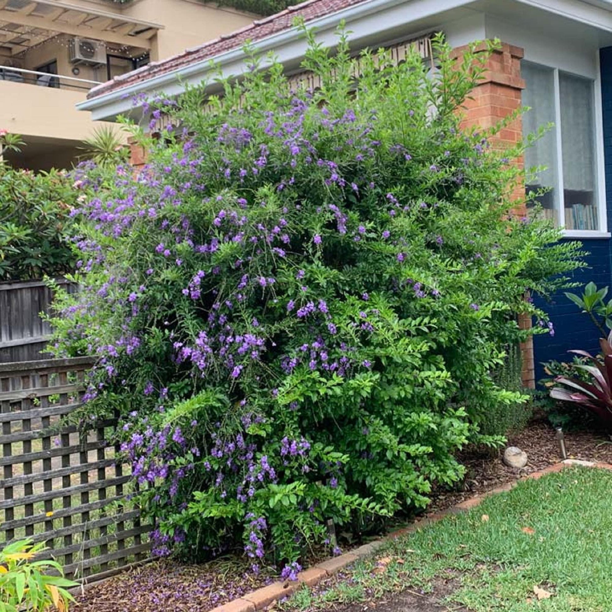 Duranta Erecta Assorted Bush - View 10 from www redcrocus com