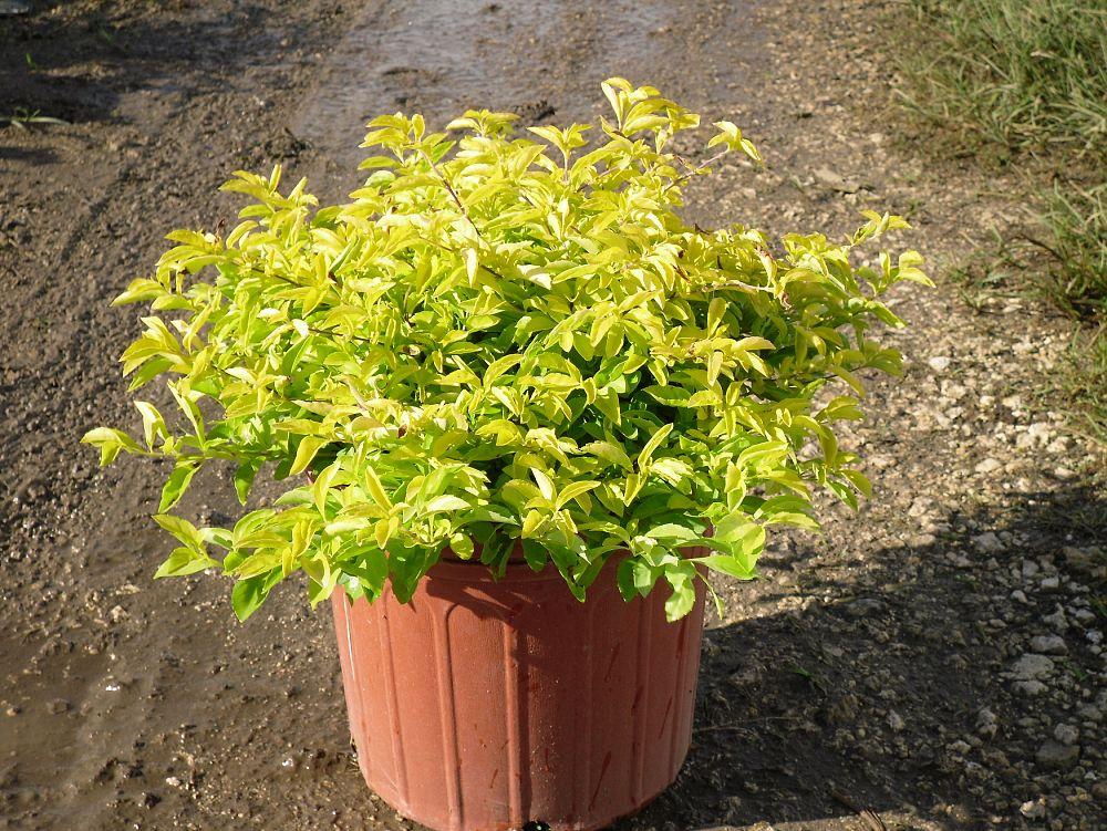 Duranta Erecta Assorted Bush - View 11 from www redcrocus com