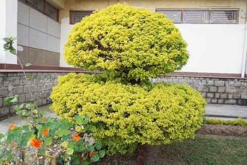 Duranta Erecta Assorted Bush - View 12 from www redcrocus com