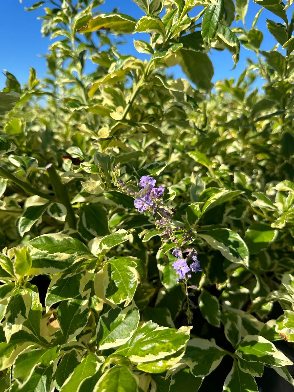 Duranta Erecta Assorted Bush - View 13 from www redcrocus com