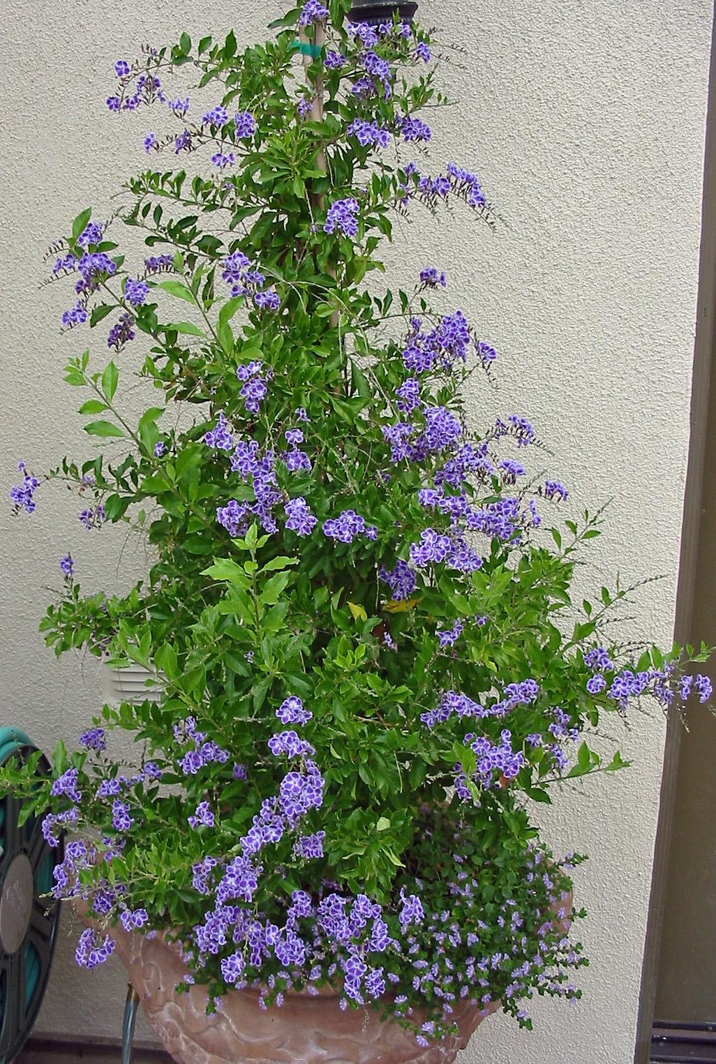 Duranta Erecta Assorted Bush - View 14 from www redcrocus com
