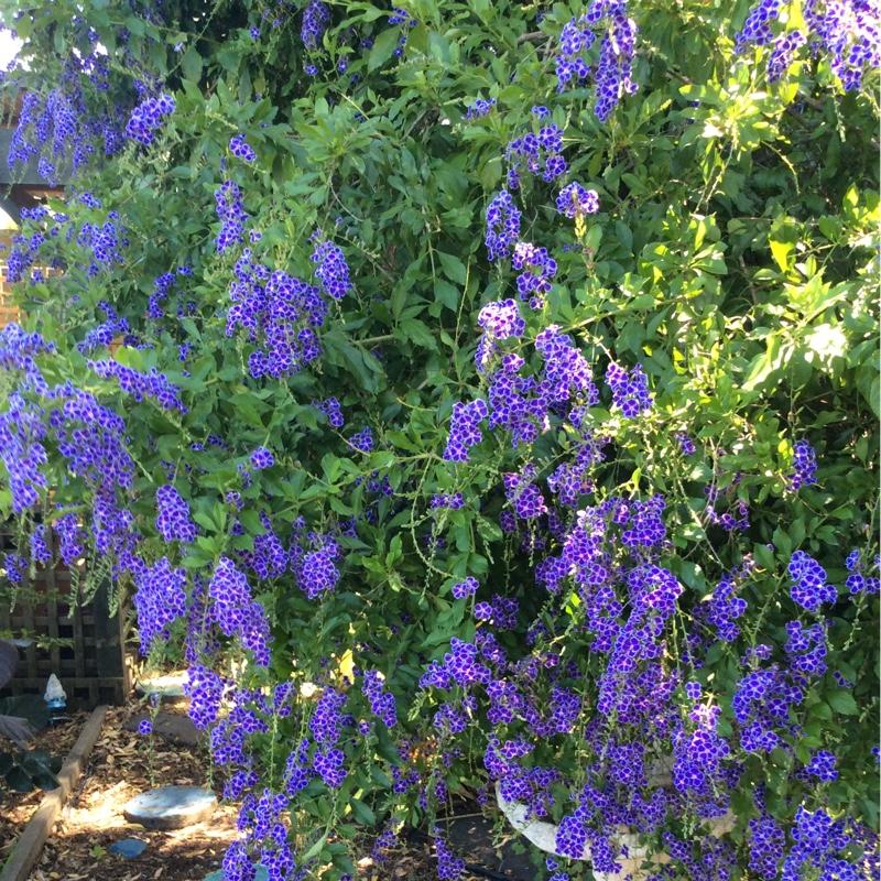 Duranta Erecta Assorted Bush - View 16 from www redcrocus com