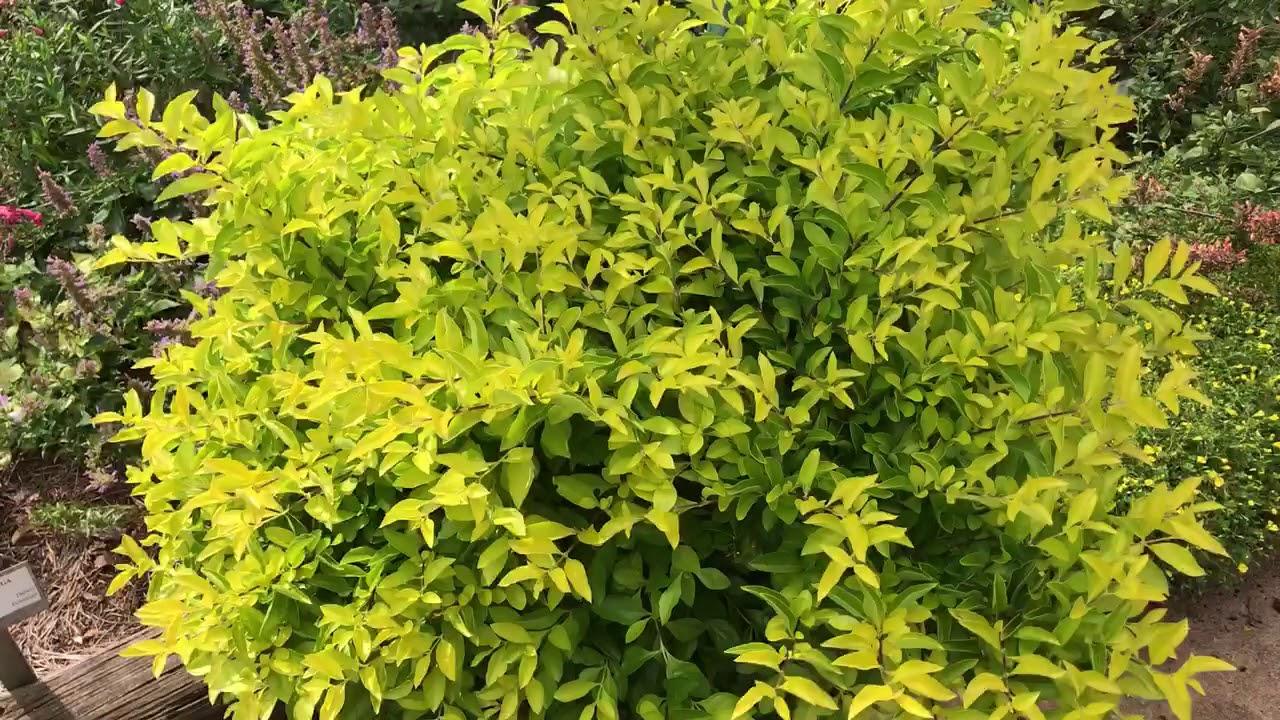 Duranta Erecta Assorted Bush - View 19 from www redcrocus com