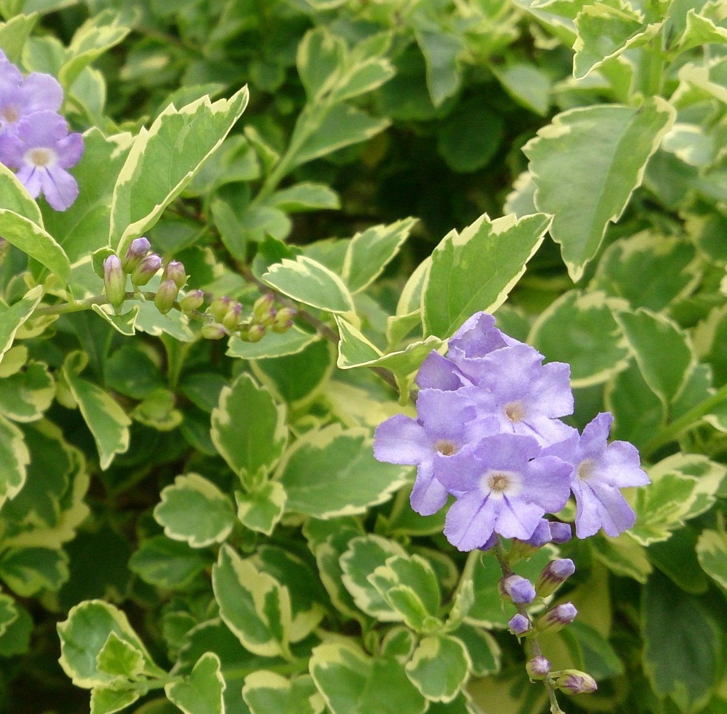 Duranta Erecta Assorted Bush - View 3 from www redcrocus com