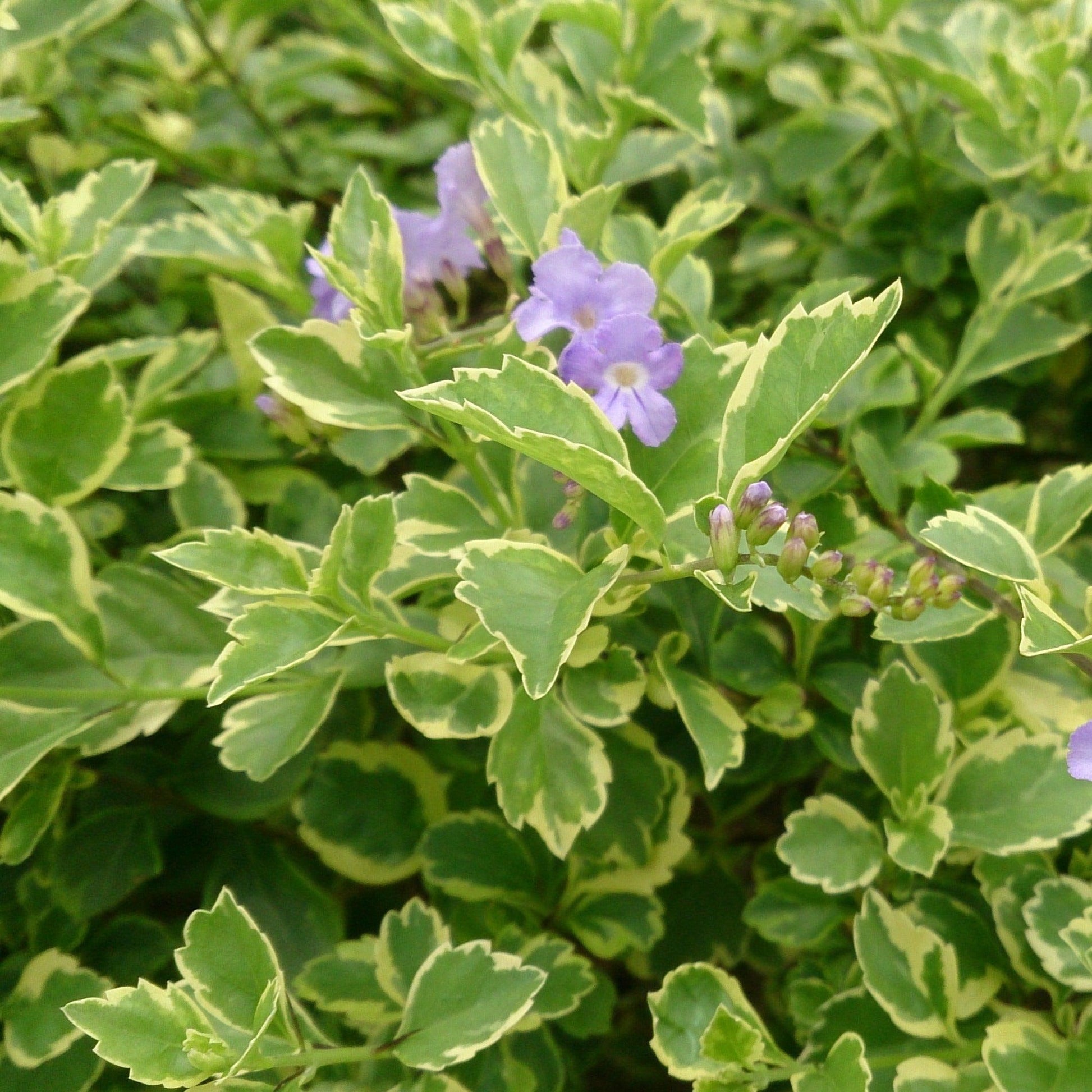 Duranta Erecta Assorted Bush - View 4 from www redcrocus com