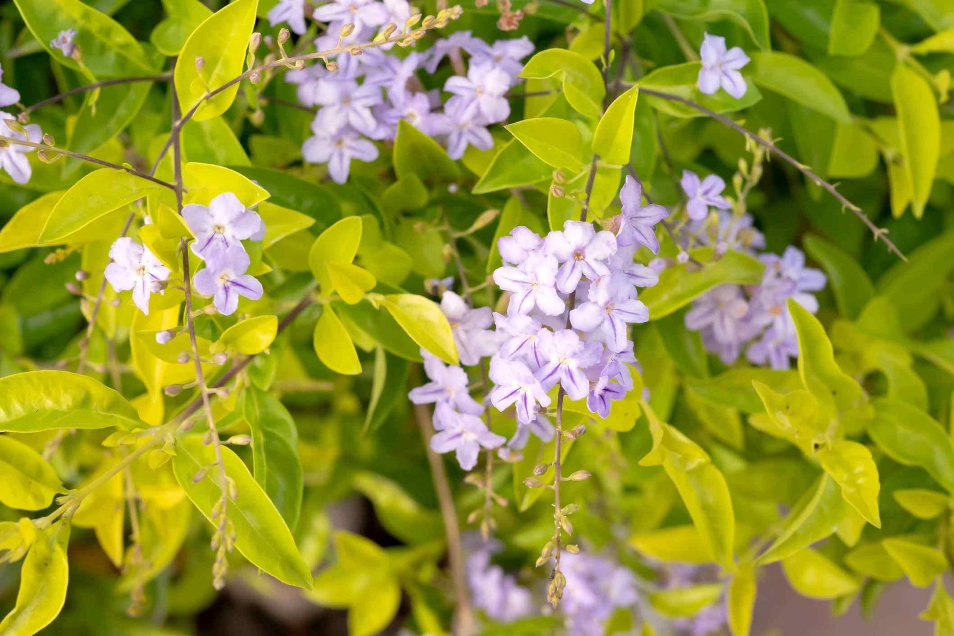 Duranta Erecta Assorted Bush - View 6 from www redcrocus com