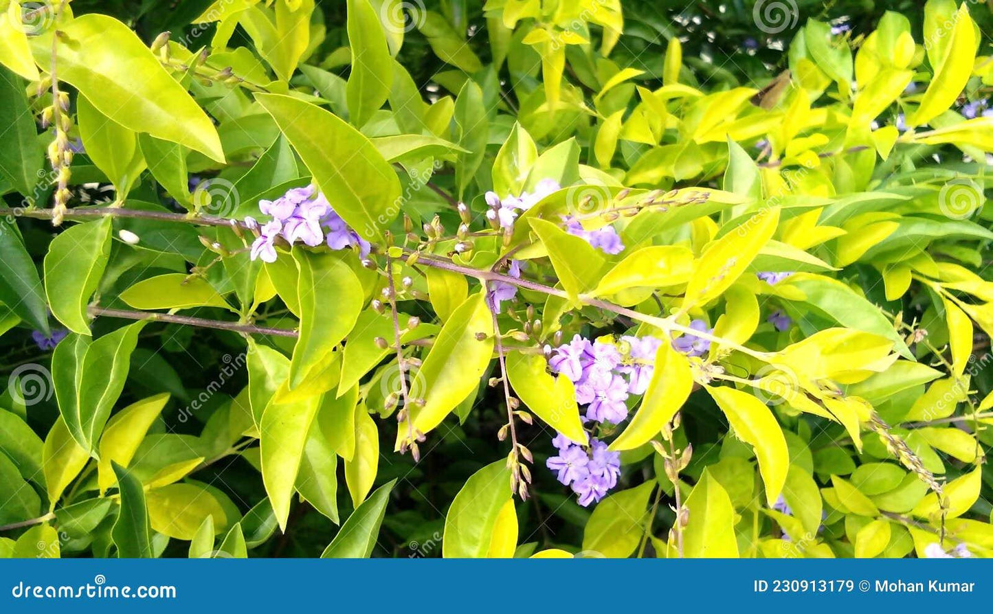 Duranta Erecta Assorted Bush - View 8 from www redcrocus com