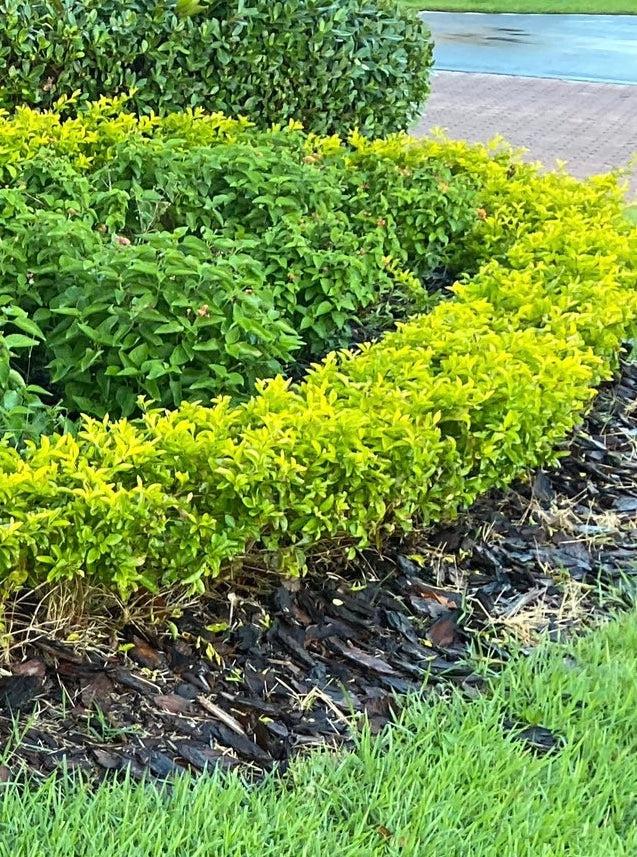 Duranta Erecta Assorted Bush - View 9 from www redcrocus com