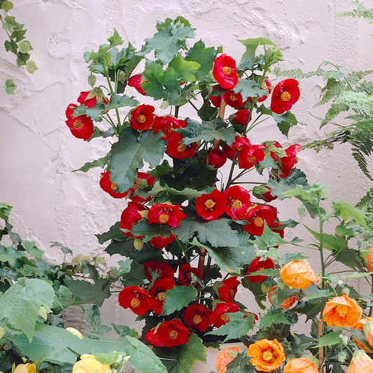 Abutilon Assorted - View 10 from www redcrocus com