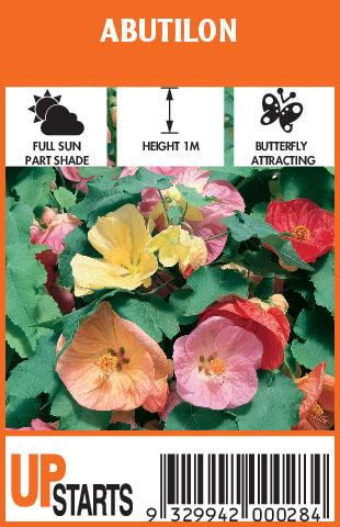 Abutilon Assorted - View 1 from www redcrocus com