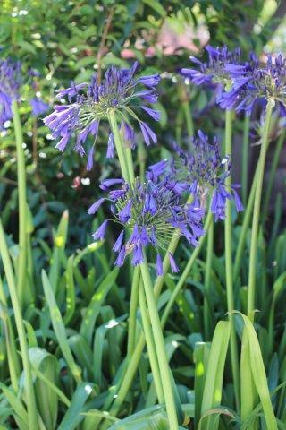 Agapanthus X 'storm Cloud' - View 10 from www redcrocus com