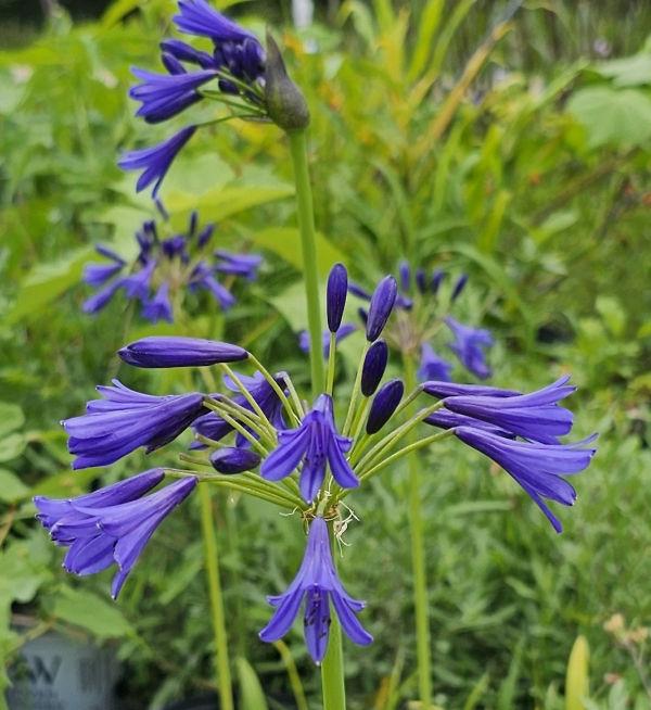 Agapanthus X 'storm Cloud' - View 11 from www redcrocus com
