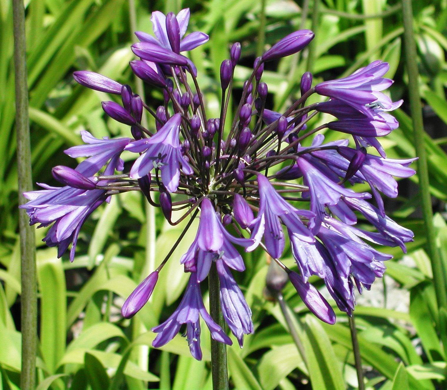 Agapanthus X 'storm Cloud' - View 12 from www redcrocus com