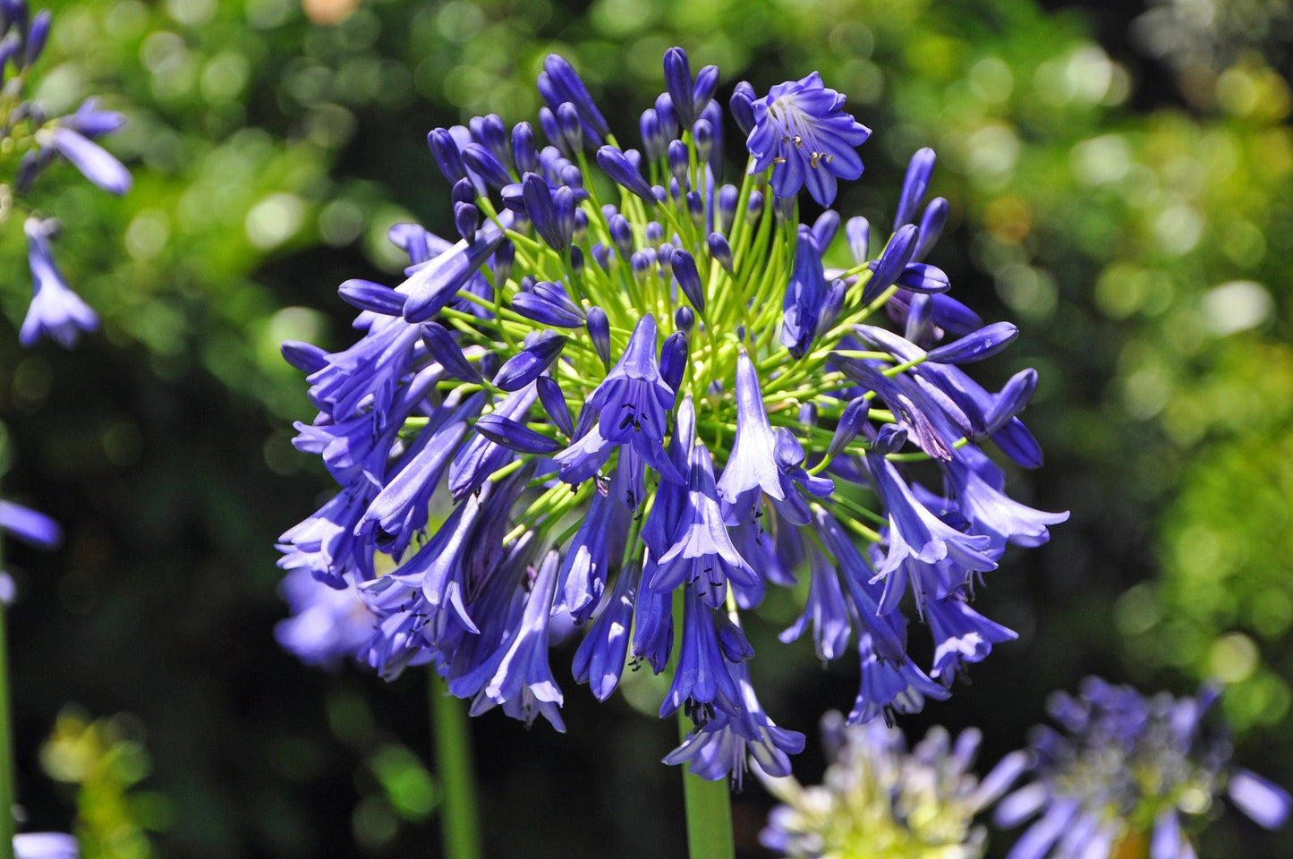 Agapanthus X 'storm Cloud' - View 14 from www redcrocus com