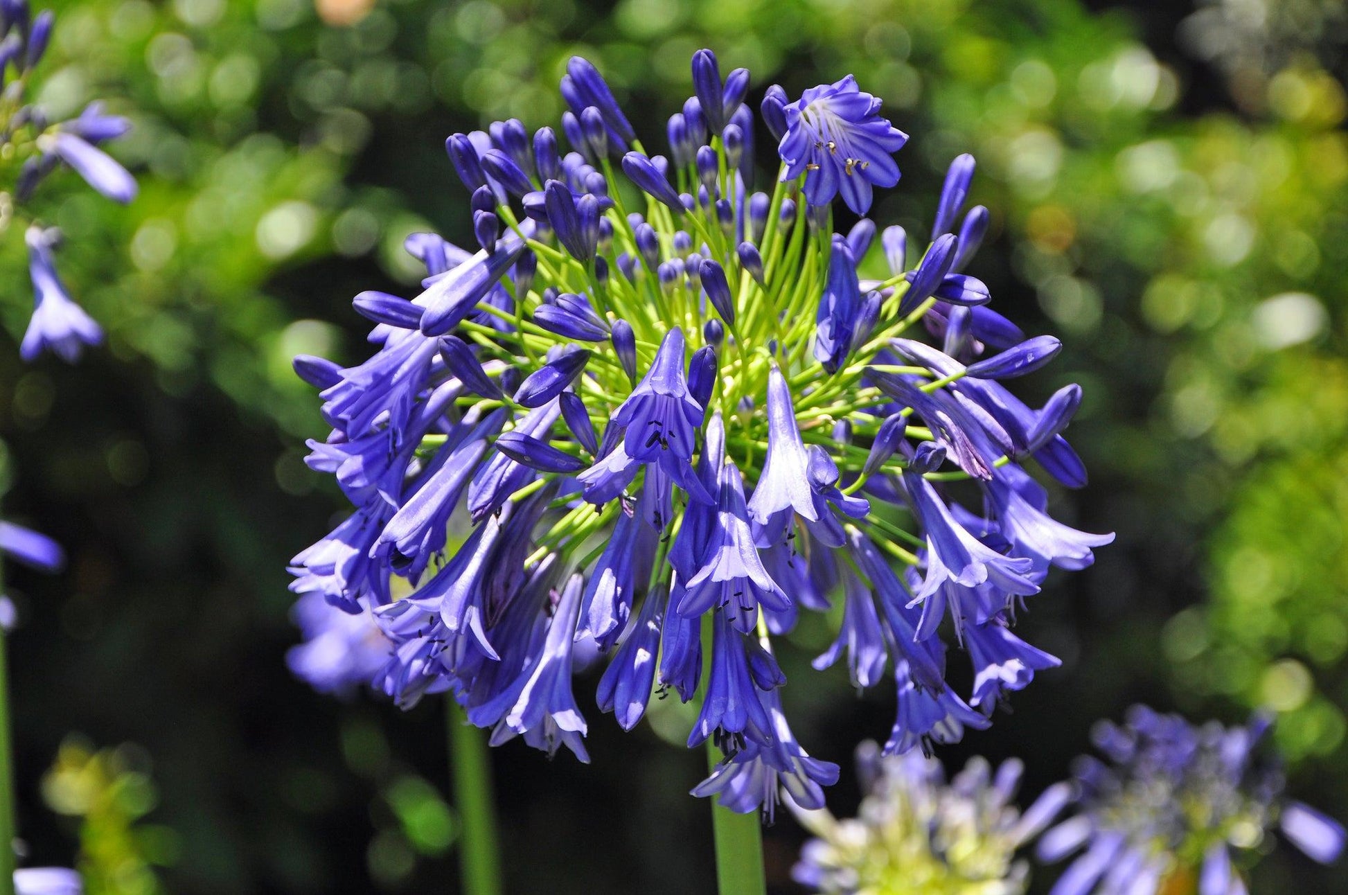 Agapanthus X 'storm Cloud' - View 14 from www redcrocus com