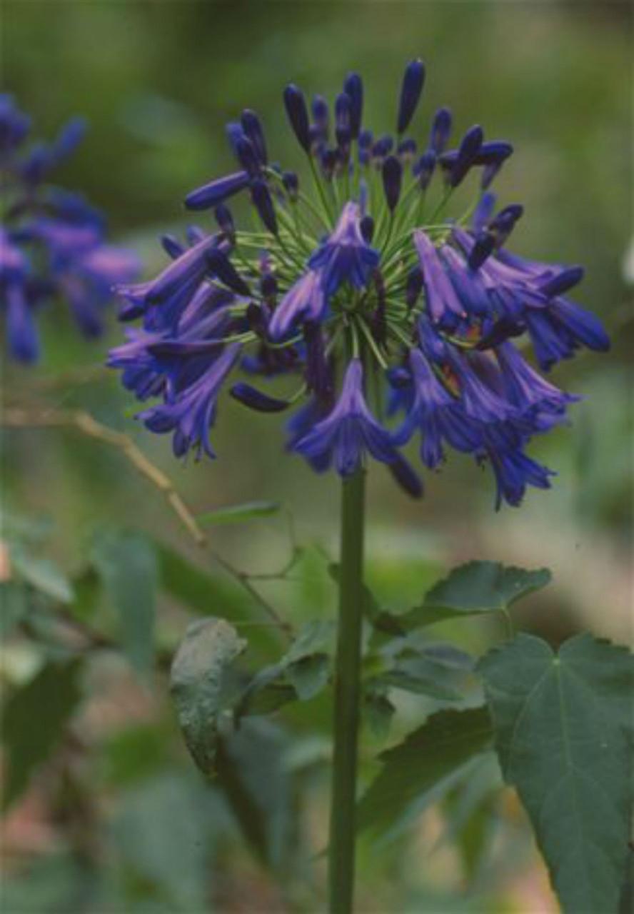 Agapanthus X 'storm Cloud' - View 17 from www redcrocus com