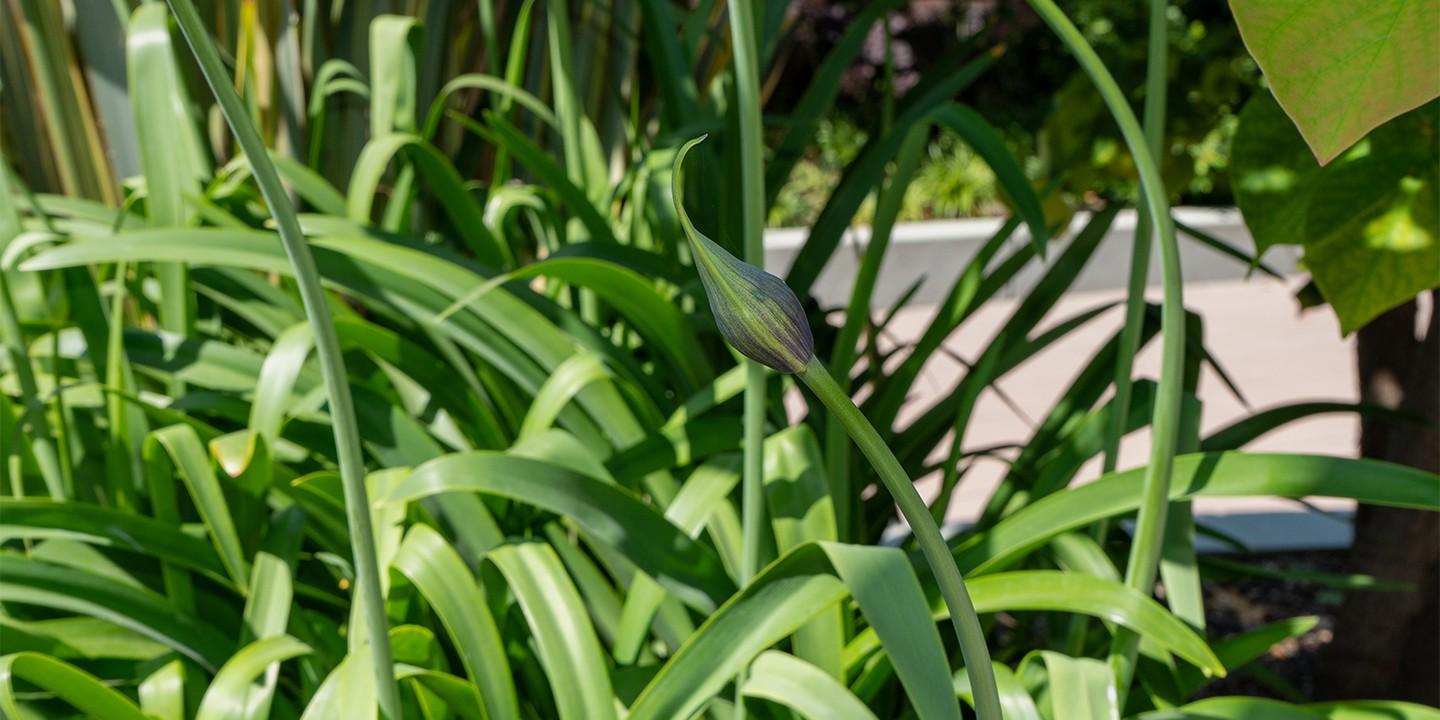 Agapanthus X 'storm Cloud' - View 18 from www redcrocus com