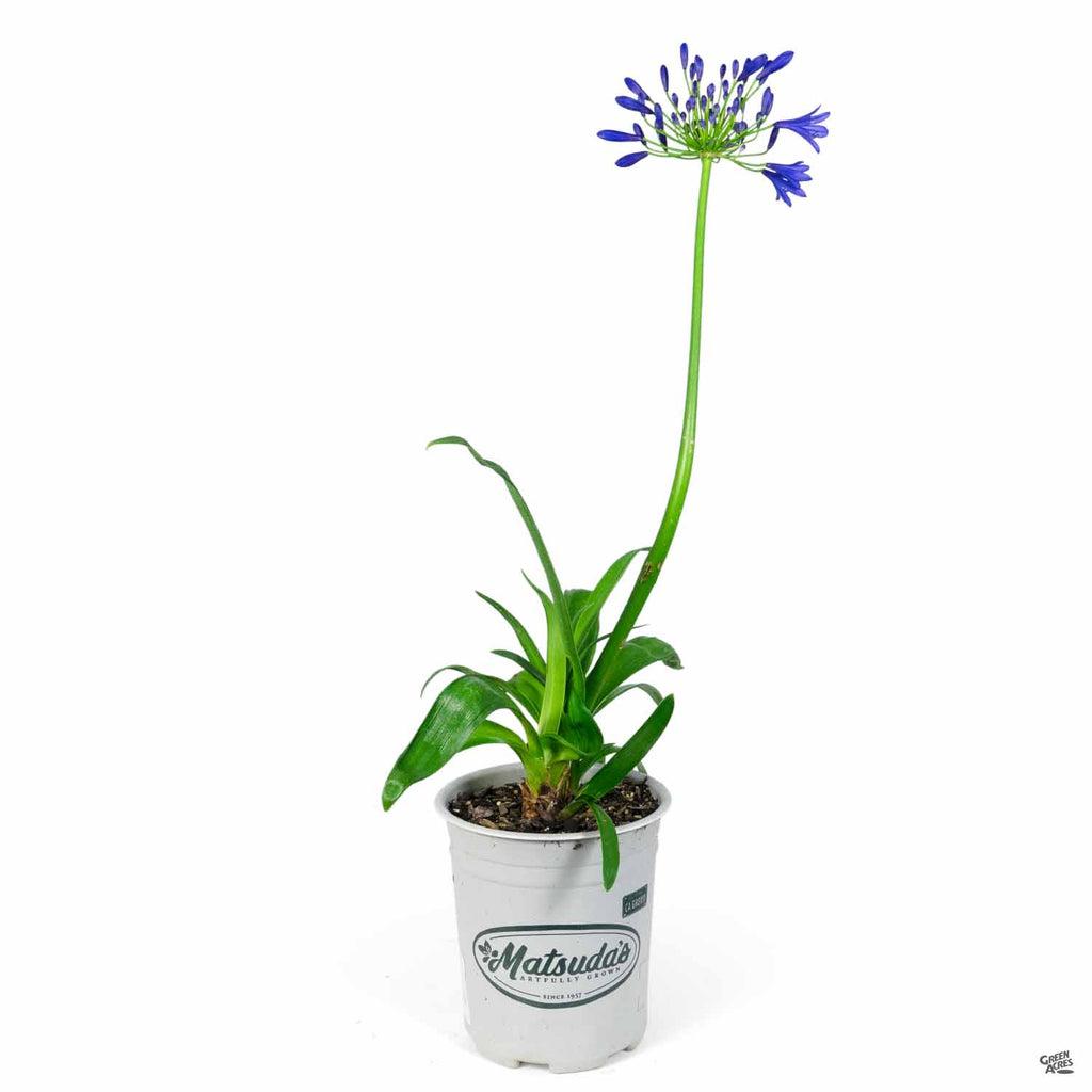 Agapanthus X 'storm Cloud' - View 19 from www redcrocus com