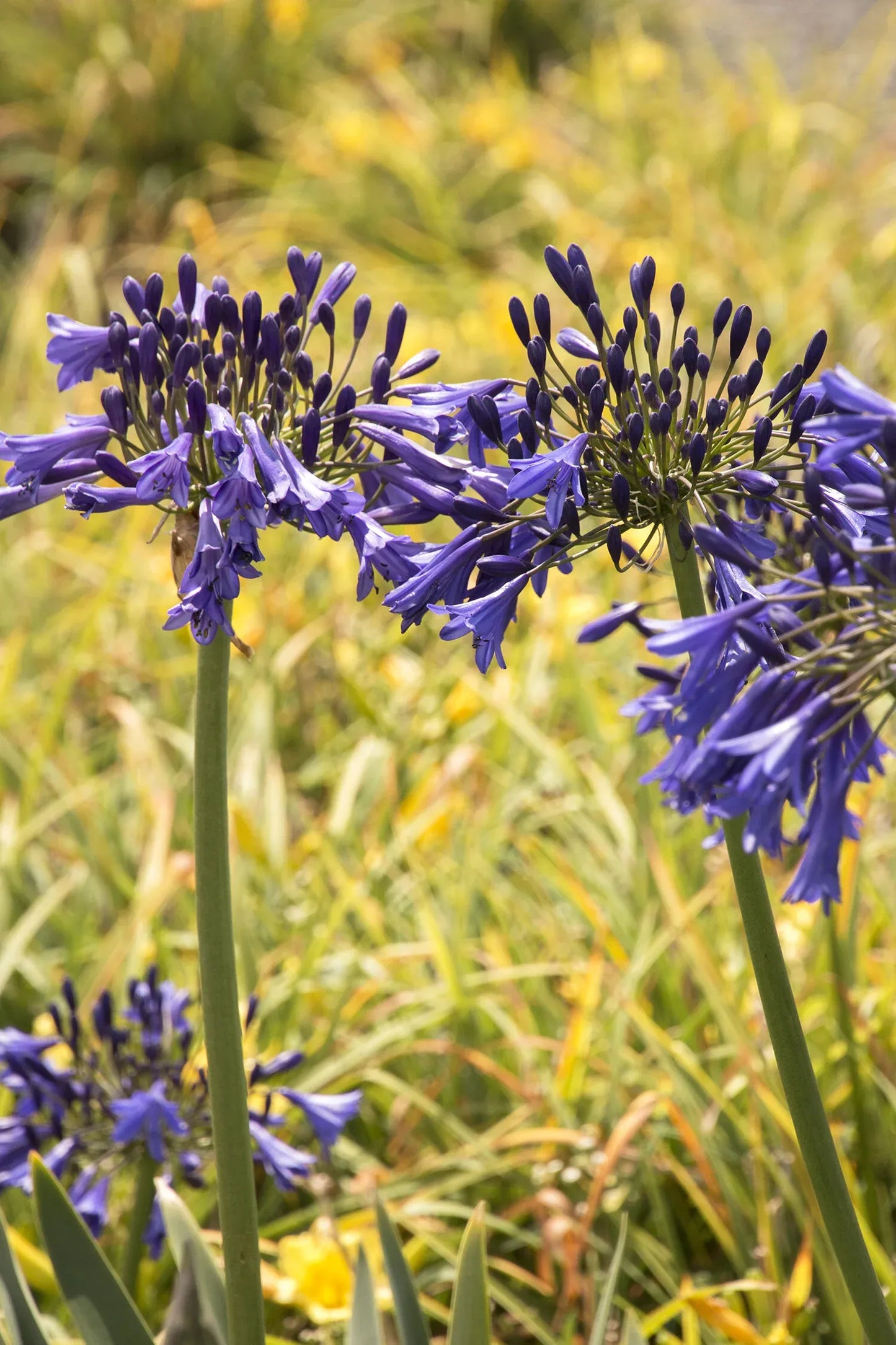 Agapanthus X 'storm Cloud' - View 22 from www redcrocus com