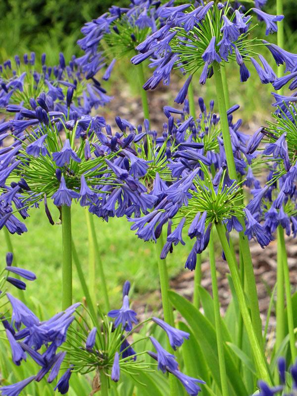 Agapanthus X 'storm Cloud' - View 27 from www redcrocus com