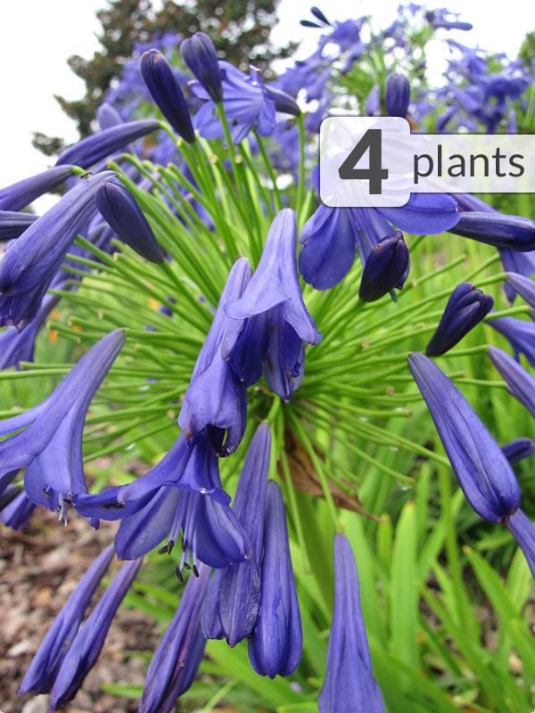 Agapanthus X 'storm Cloud' - View 28 from www redcrocus com