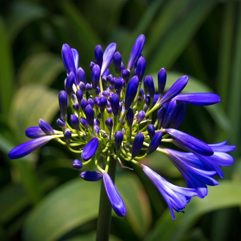 Agapanthus X 'storm Cloud' - View 29 from www redcrocus com