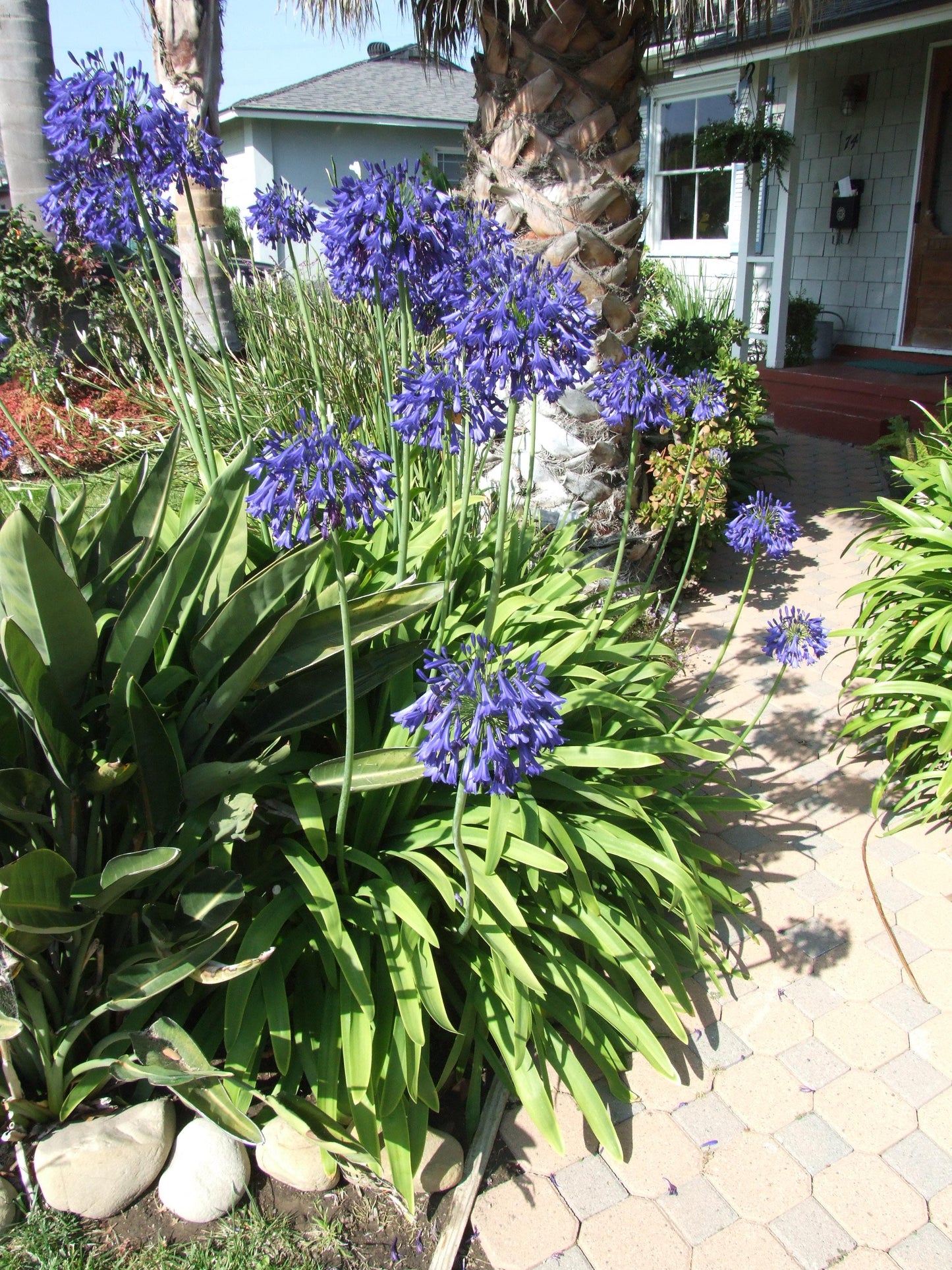 Agapanthus X 'storm Cloud' - View 2 from www redcrocus com