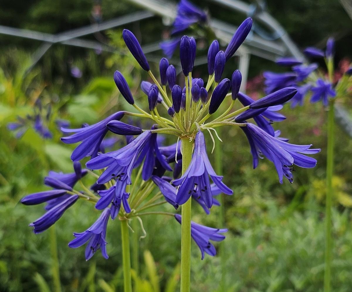 Agapanthus X 'storm Cloud' - View 3 from www redcrocus com