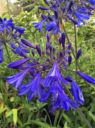 Agapanthus X 'storm Cloud' - View 4 from www redcrocus com