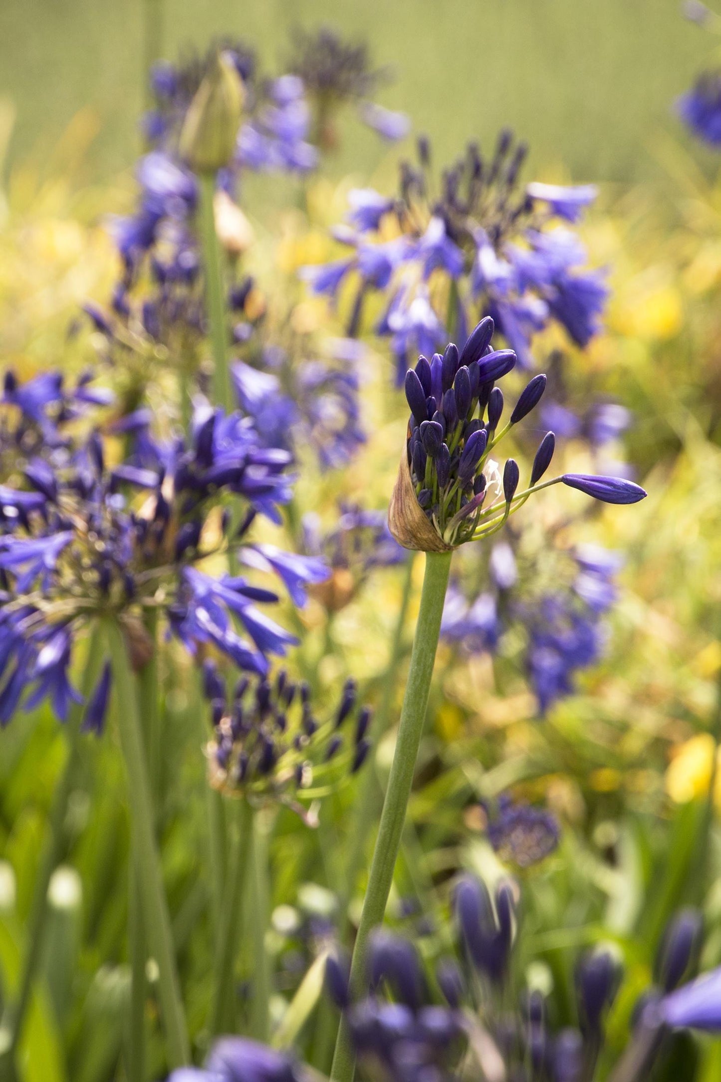 Agapanthus X 'storm Cloud' - View 6 from www redcrocus com