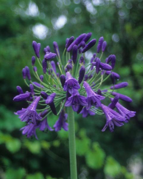 Agapanthus X 'storm Cloud' - View 7 from www redcrocus com