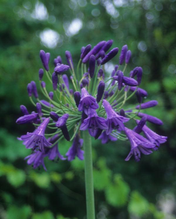 Agapanthus X 'storm Cloud' - View 8 from www redcrocus com