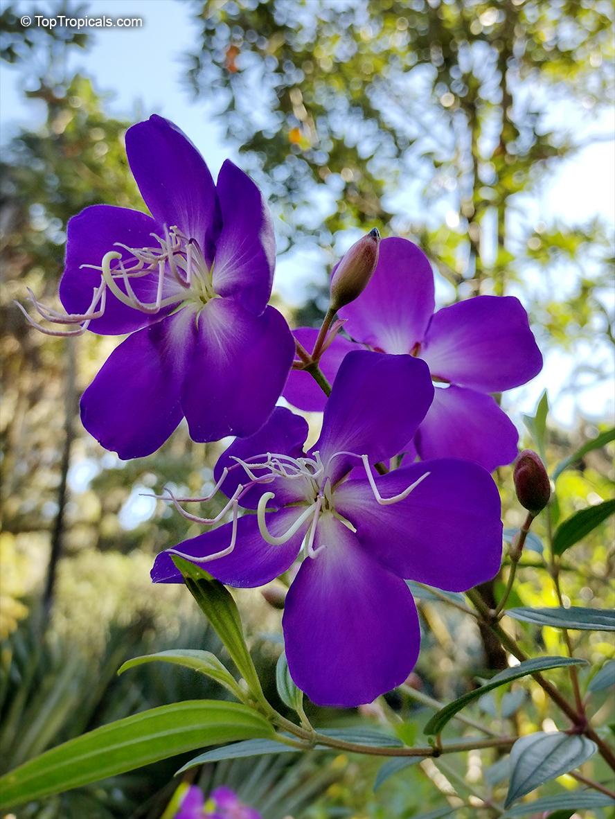 Tibouchina Assorted Bush - View 10 from www redcrocus com