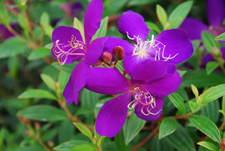 Tibouchina Assorted Bush - View 10 from www redcrocus com