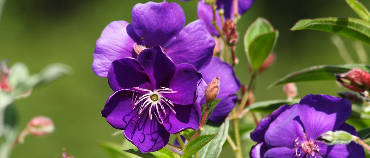Tibouchina Assorted Bush - View 11 from www redcrocus com