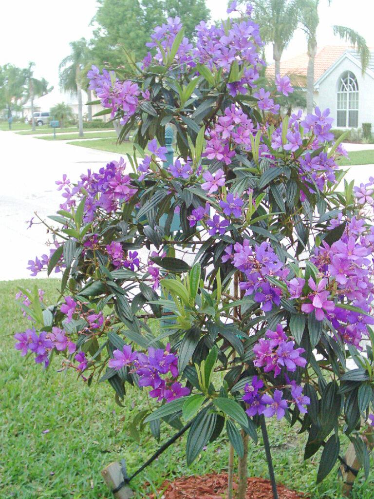 Tibouchina Assorted Bush - View 12 from www redcrocus com
